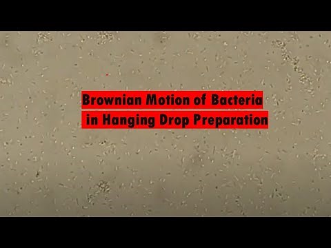 Brownian motion of Bacteria in Hanging Drop Preparation