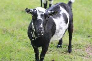 Goat Diseases: Signs, Symptoms, & Testing From Home