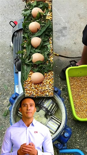 animal Pelletier feed mill machine for chicken 🐔 pig 🐖 goats 🐐 cow 🐮 etc.#fcnfm #pelletizer #feed #mill #machine #chicken #pig #goats #cow #feeding #tiktok #fyp