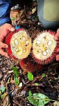 🌿 Deep Inside the Amazon Rainforest 😱 Rare Wildlife Caught on Camera! #AmazonRainforest #wildlife
