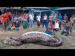 Anaconda Snake Attack Boys In Forest | An Anaconda Snake Attack Brief Story 26