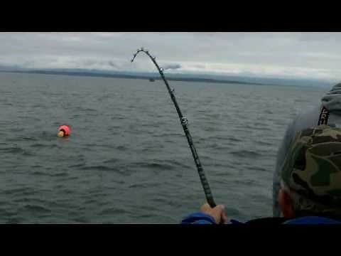 300 pound halibut landed on Alaska charter