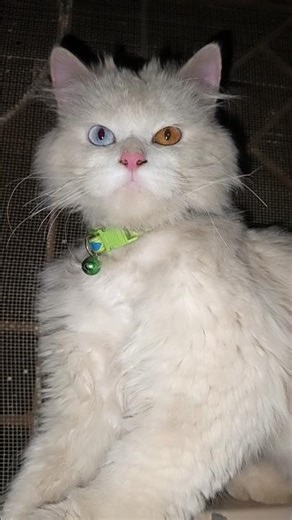 Trending Most Beautiful cat #kitten #kitty #cat #cats #catslovers