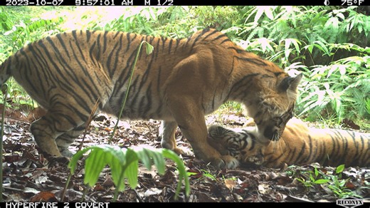 New camera traps snap nearly three times more images of endangered Sumatran tigers than before