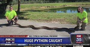 Record-breaking catch: Hunters capture 18-foot Burmese python in South Florida