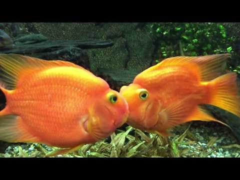 Kissing Fish