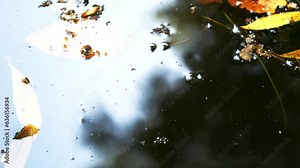 Butrint, Albania, mud turtle swimming in one of the water reservoirs
