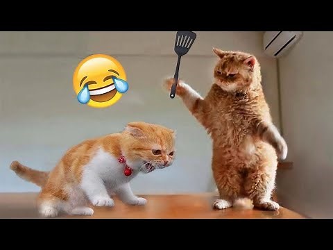 Funny Cat Fails 😆 Funny Cat Compilation 😂😁😆 Memes Part 1