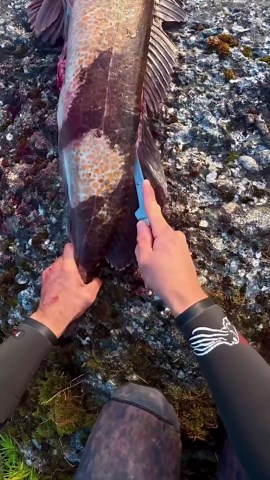 How to fillet a lingcod!