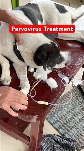 Parvovirus treatment at home || #parvovirus #parvo #dogs