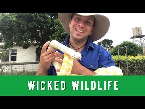 Blondie's Story - The First Albino Darwin Carpet Python