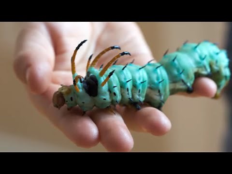 Alien Caterpillars You Won't Believe Exist