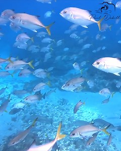 Marine life thrives inside the Jupiter Inlet, Florida | Paul Dabill Photography