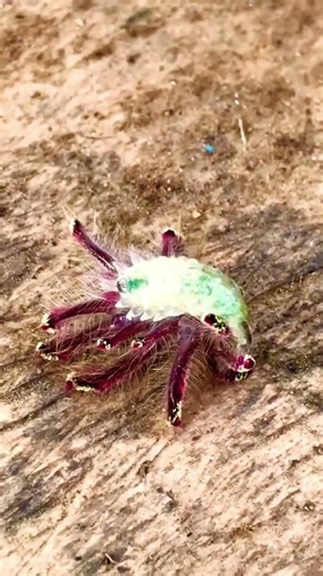 An Actual Alien?!?! Amazon Rainforest Mysterious Creature