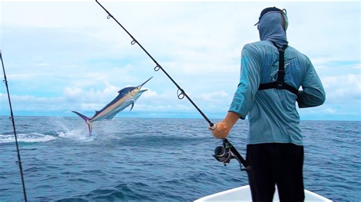 Catching a 500-pound marlin – offshore fishing