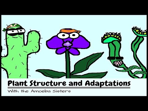 (OLD VIDEO) Plant Structure and Adaptations