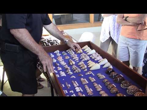 Common and Rare Shells of Hawaii