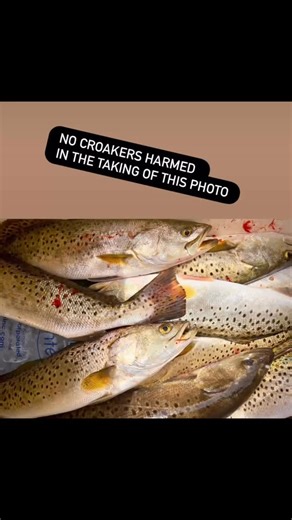 Nearshore and inshore boats are great choices for families to experience fishing in the sound! Novice to the experienced fly fisherman/woman we have the boats and guides for you! Oregon-inlet.com to get you on a charter! Make-up charters and regular charters for offshore are available so give us a call 252-441-6301 or go online to sign you up! Billfishing-blue and white marlins as well as sailfish have been fun and challenging for our anglers! Miss O.I. Headboat offers inshore, ocean, twilight f