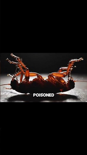 Why Are De*d Cockroaches Always Upside Down? #funfacts