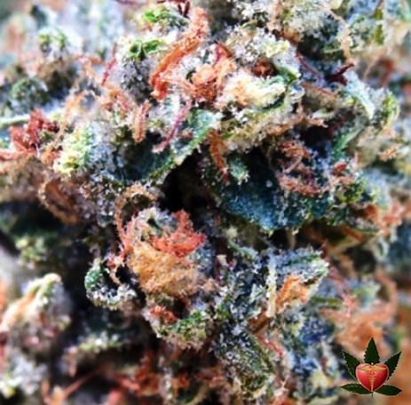 Ghost OG | Marijuana Strain Reviews