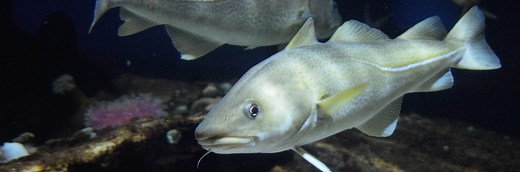 How To Fish For Cod (2026 Guide)