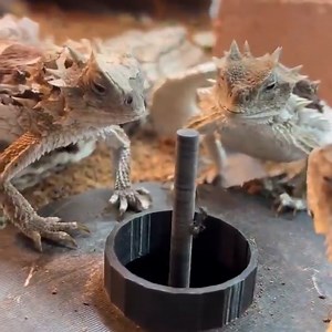 His face says it all 🦎 | Alien UFO Sightings