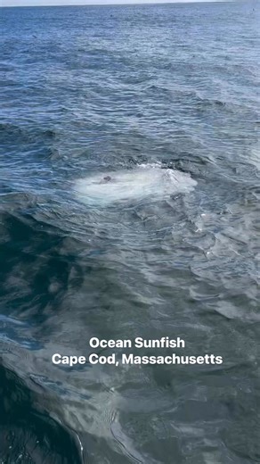 Ocean Sunfish - Cape Cod, Massachusetts | Cape Cod, Massachusetts