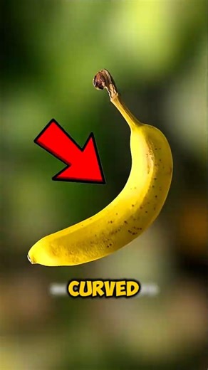Why Bananas Are Curved (The Real Reason Will Surprise You)