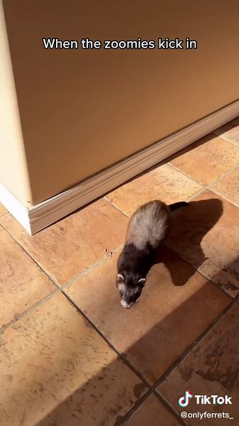 Adorable Sable Ferret Running with Zoomies