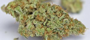 Alien Orange Cookies | Marijuana Strain Reviews