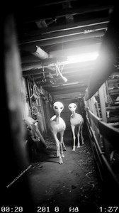 Grainy CCTV footage, timestamped 2:58 AM, shows three strange alien creatures crawling through an overgrown field on four jointed limbs. Their bodies are hairless and glistening, heads dominated by enormous, lidless eyes that reflect infrared light like a predator’s. They move in eerie unison—never vocalizing, never stopping—circling a rusted metal hatch buried in the earth. The location is unknown, the camera unlabeled, and no agency has claimed the footage. Are they extraterrestrial? Or the re