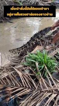 When this creature sneaked into a villager's palm plantation. #wildlife #ular #snake #buaya #python