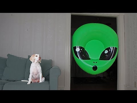 Dog Unimpressed by Giant Alien Head: Funny Dogs Maymo & Potpie