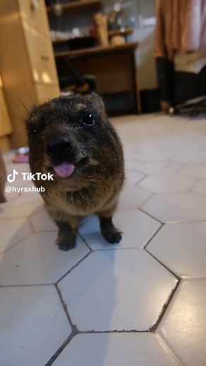 Rock Hyrax Sticks Out Tongue: An Untitled Animal Video