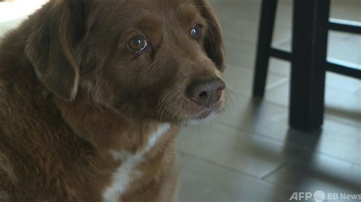 動画：30歳の犬、世界最高齢に ギネス認定