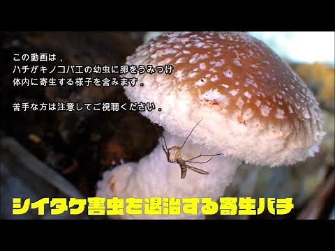 シイタケ害虫を退治する寄生バチ