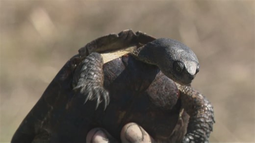 ODFW racing to protect native Northwestern Pond Turtles in Oregon