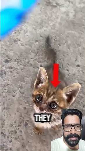 Top Most Entertaining Videos Ever 😂 #shorts #viralvideo #tiktok #trending