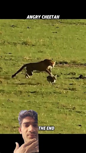 New video like 💫💥 BoS #birds #kingtroll #animals #facts #tigerspotted #wildanimals #wildlife