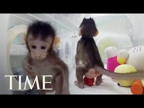 Scientists Have Cloned Monkeys For The First Time, Are Humans Next? | TIME