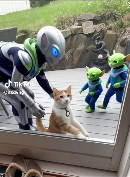 The Fascinating World of Alien Cats