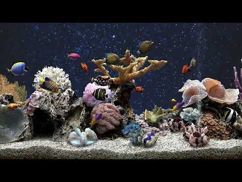 Calming Aquarium Fish Tank | Meditate To The Sound of Water | No Music | 5 Hours 4K