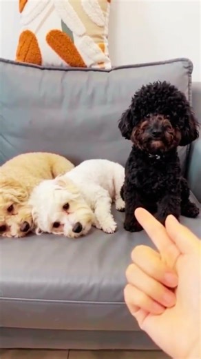 Dog Training Tips Every Owner Must Know 🐶 | Easy Puppy Training Tricks & Behavior Fix #dogtraining