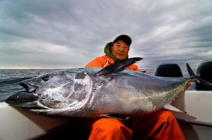 Tuna Fishing: all you need to know about this legendary fish - Tom's Catch Blog