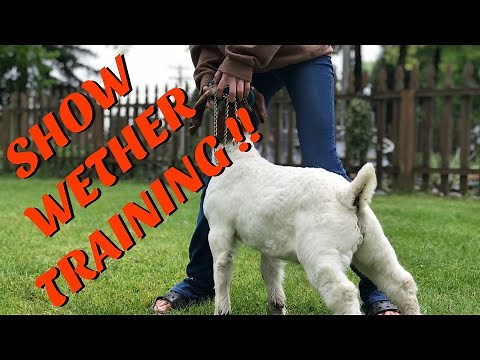 Lead And Brace Training A Market Wether (Boer Goats)