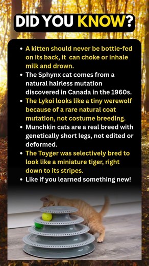 Interesting Facts About Cats