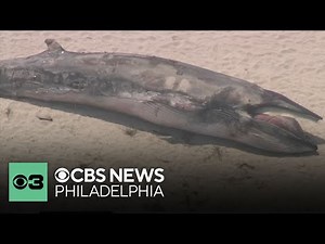 Crews examine Minke whale that collided with boat in Barnegat Bay, New Jersey