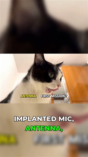 The CIA's Cat Spy Project That Went Horribly Wrong