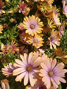 Osteospermum, a.k.a. 'Freeway Daisy' because they are often planted along freeways & offramps! Very tolerant of the heat, provide beautiful blooms a most year round. Look at these colors!! 😍 | Green Thumb Nursery - Canoga Park