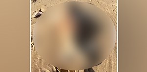 'Alien-like' sea creature at beach leaves people stunned